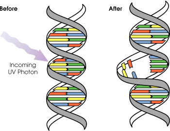 Димеры тимина потенциально могут вызвать коробление в цепи и создать неправильное прочтение во время репликации ДНК