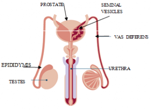 В отличие от самки, чьи репродуктивные органы полностью расположены внутри таза, у самца есть половые органы как внутри, так и снаружи таза