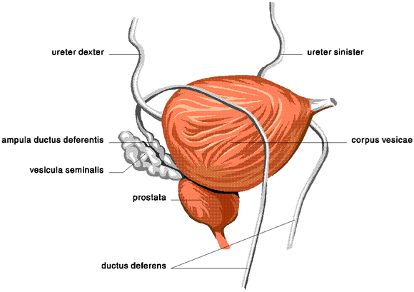 мочевой пузырь Орган внутри тела человека, где моча хранится до того, как покинет тело