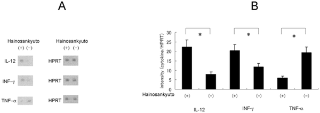 Наоборот, уровень экспрессии мРНК TNF-α снижался в макрофагах мышей после обработки Hainosankyuto по сравнению с контролем PBS