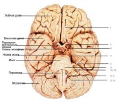 Строение отделов головного мозга можно хорошо рассмотреть на следующем рисунке: